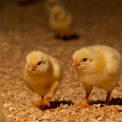 Our Chickens »